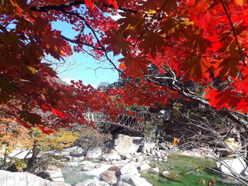 Seoul: Mt.Seorak, Nami Island & Korean Garden, No Shopping - Garden of Morning Calm: themed gardens plus seasonal light festival energy