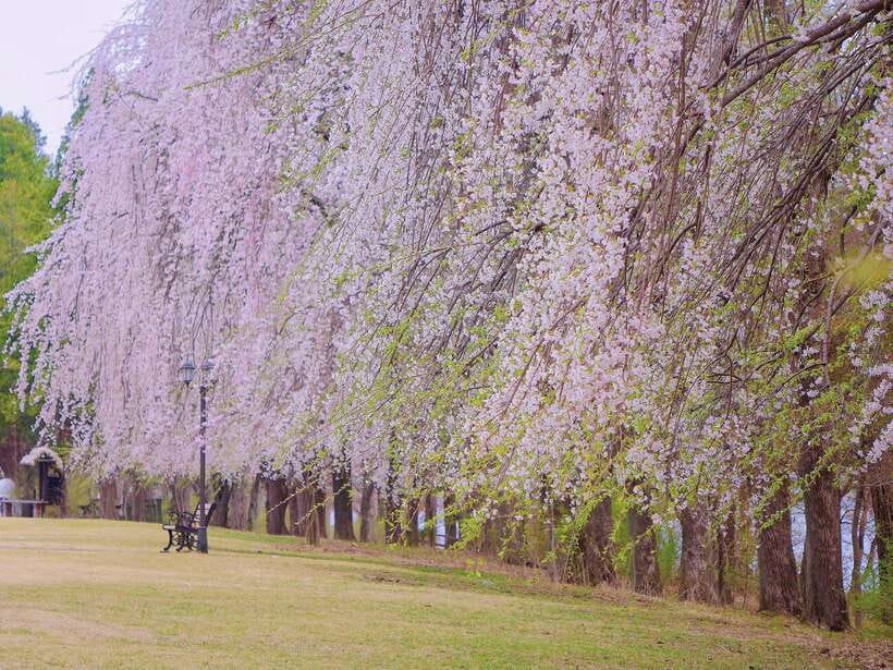 Seoul: Mt.Seorak, Nami Island & Korean Garden, No Shopping - Transport and drop-off: where your day ends in Seoul