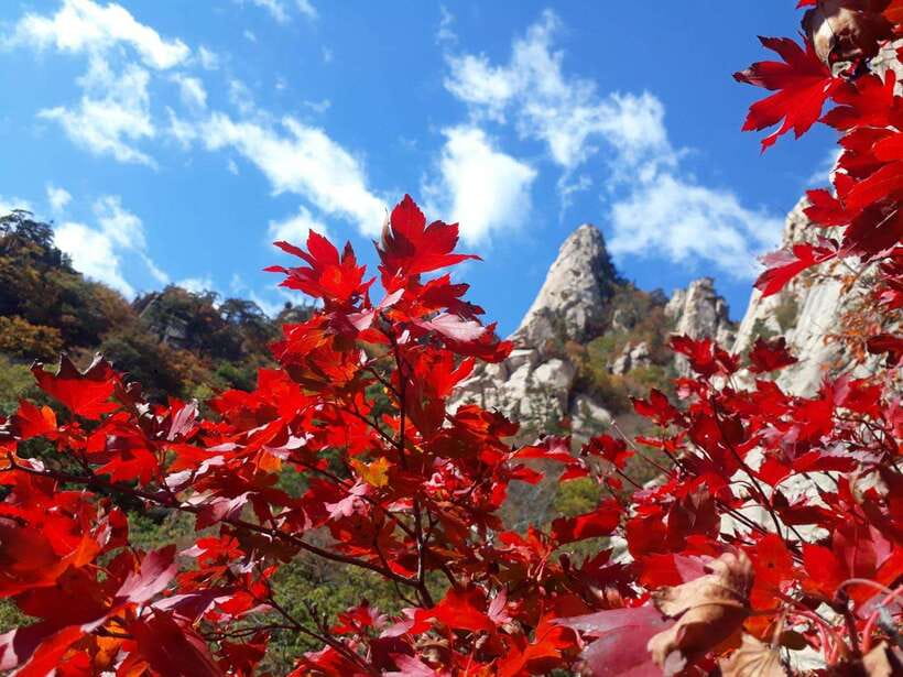 Seoul: Mt.Seorak, Nami Island, No Shopping(+RailBike Option) - Key highlights worth circling