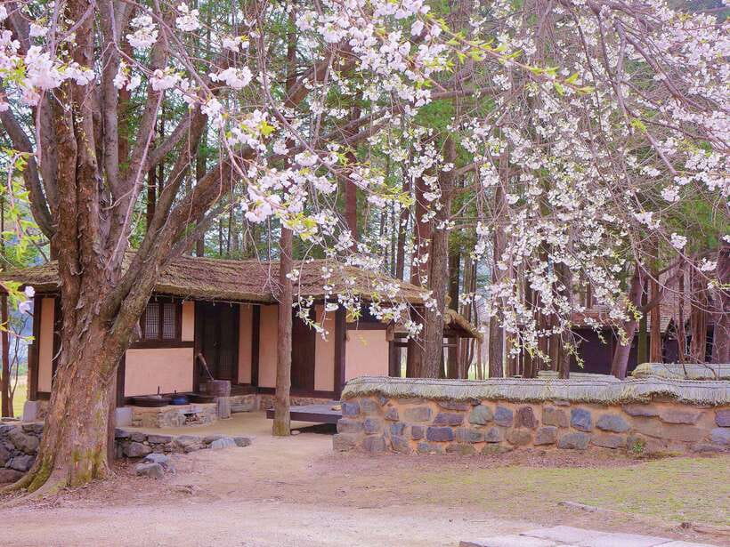 Seoul: Mt.Seorak, Nami Island, No Shopping(+RailBike Option) - Price and value: what $85 covers, and when it feels like a win