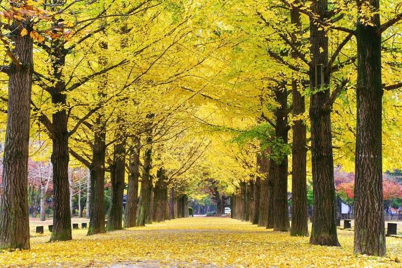 Seoul: Mt.Seorak, Nami Island, No Shopping(+RailBike Option) - Who this tour fits best, and who might want a different plan