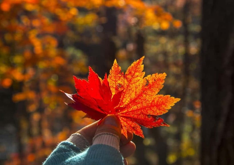 Seoul: Mt. Seoraksan National Park Autumn Foliage Day Tour - Price and Value: What You Really Get For $60