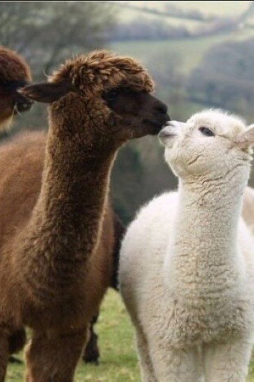 Seoul: Nami and K-Garden with Optional Alpaca Winter Tour - Key things to know before you go