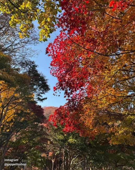 Seoul: Nami Island, Alpaca World, Morning Calm Garden - Price and value: what $65 includes, and what you should budget
