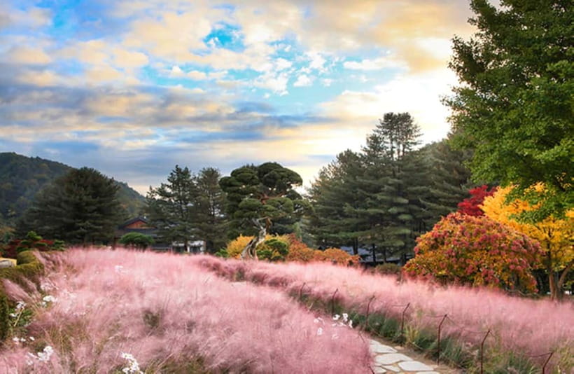Seoul: Nami Island and Garden of Morning Calm opt Railbike - Should you book this Nami Island and Morning Calm day trip?