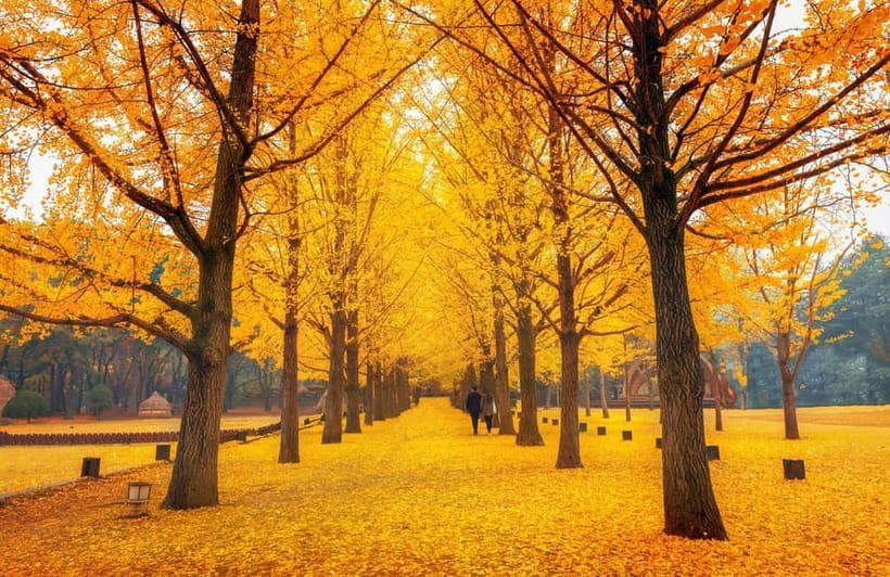 Seoul: Nami Island and Garden of Morning Calm opt Railbike - Guides and the feel of the group day