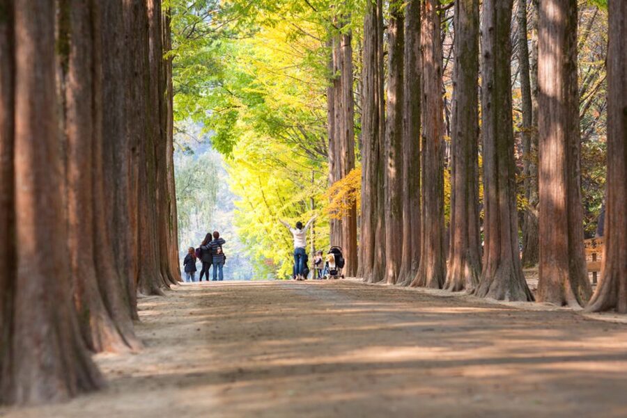 Seoul: Nami Island, Garden and Petite France (opt. Railbike) - My bottom line: should you book this Seoul to Gapyeong combo?