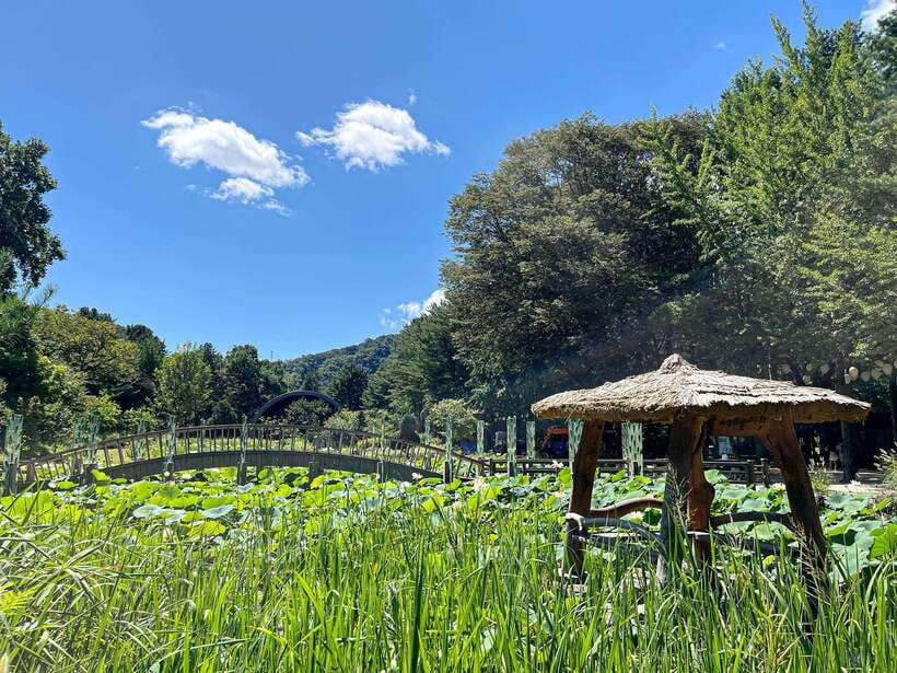 Seoul: Nami Island & Petite France Tour with Railbike Option - Price and what you actually get from Seoul