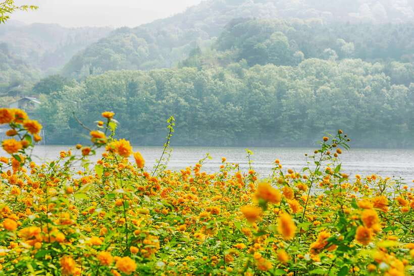 Seoul: Nami Island & Petite France Tour with Railbike Option - Pinocchio and Davinchi Village, the Italian-side bonus you’ll feel good about