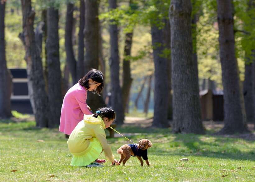 Seoul: Nami Island & Petite France Tour with Railbike Option - Should you book this Nami Island and Petite France day tour?