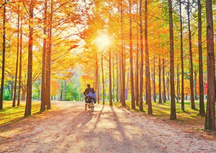 Seoul: Nami, Petite France, Italian Village, Railbike Option - Petite France and Italian Village, Europe-inspired stops with guided structure