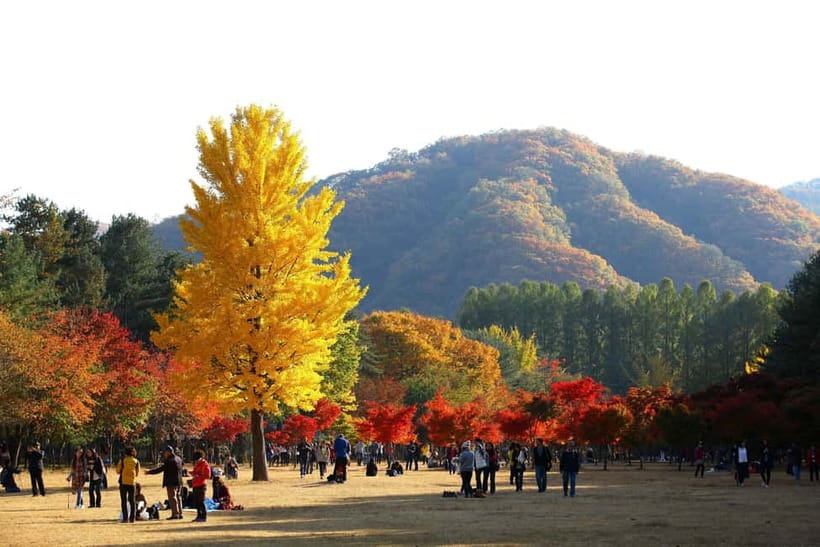 Seoul: Nami, Petite France, Morning Garden (+Healing Park) - Should you book this Seoul Nami and Europe-style day?