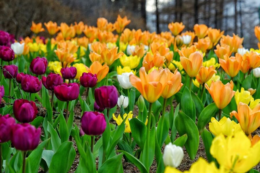Seoul: Private Customizable Tour to Nami Island and More - Key Highlights You Will Care About