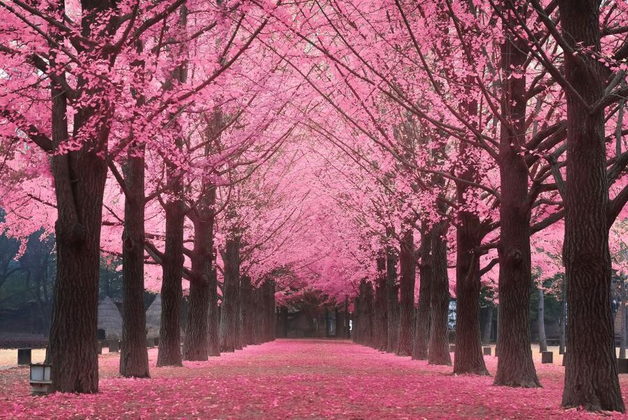 Seoul: Private Customizable Tour to Nami Island and More - Petite France and the Little Prince Photo Moment