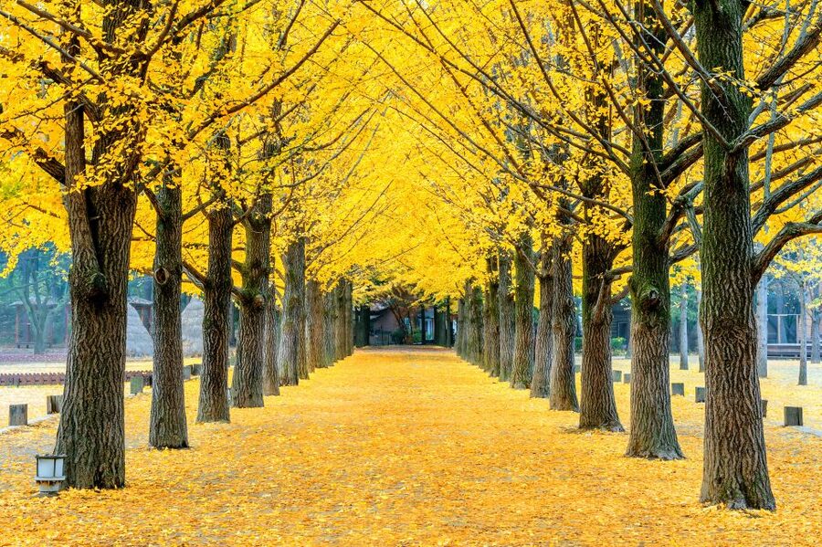 Seoul: Private Customizable Tour to Nami Island and More - What You Actually Pay For: Private Transport Without the Ticket Guesswork