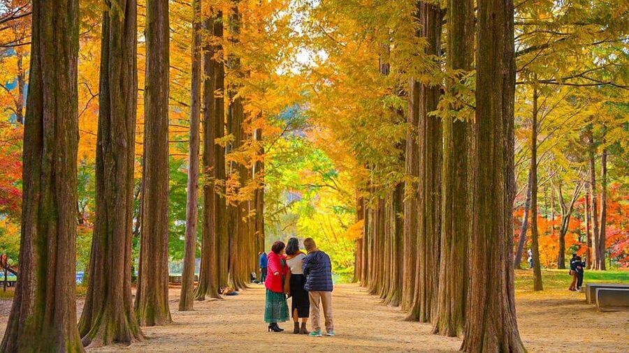 Seoul: Private Tour to Nami Island, Garden, Petite France - Garden of Morning Calm: 20 themed sections and winter lighting focus