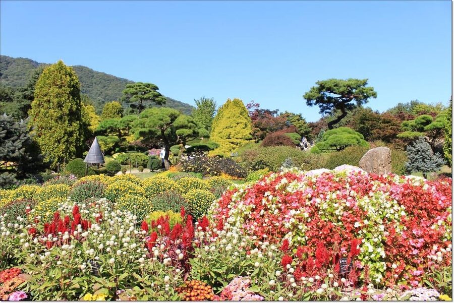 Seoul: Private Tour to Nami Island, Garden, Petite France - Who this private tour suits best