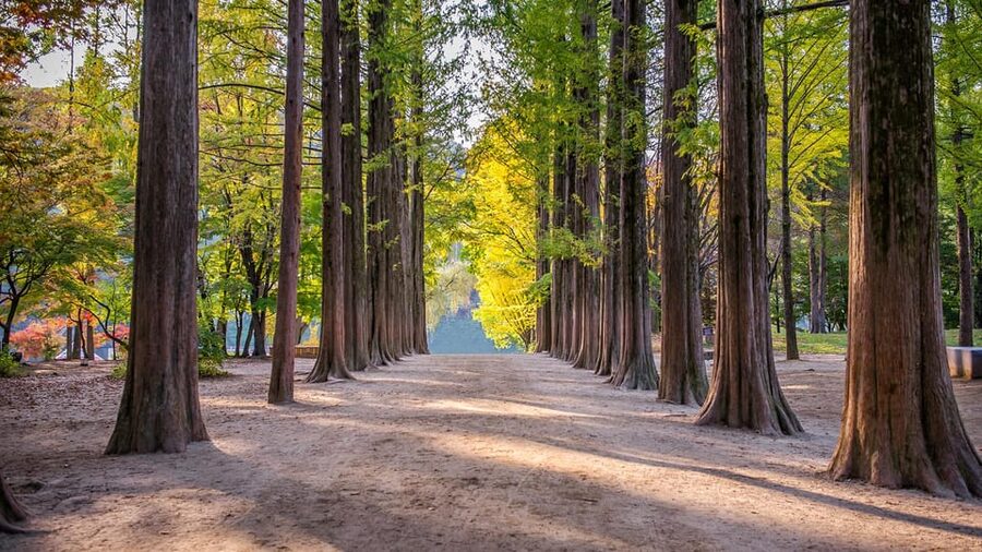 Seoul: Private Tour to Nami Island, Garden, Petite France - Should you book this tour?