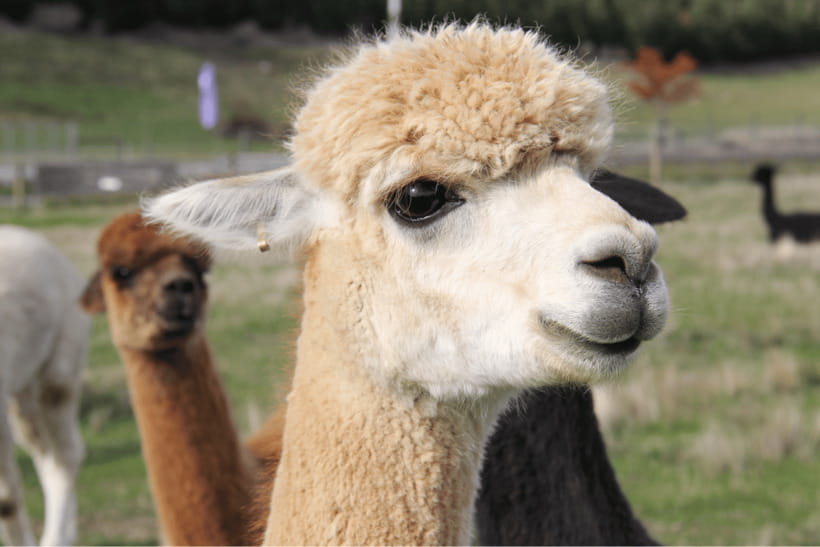 Seoul: Samaksan Cable Car & Nami with Alpaca World/Railbike - Alpaca World or Gapyeong Railbike: choose your vibe