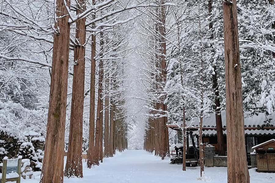 Seoul: Seorak Mountain+Nami Island+Eobi Ice Valley Tour - Nami Island in winter: ferry air, tree photos, and K-drama vibes