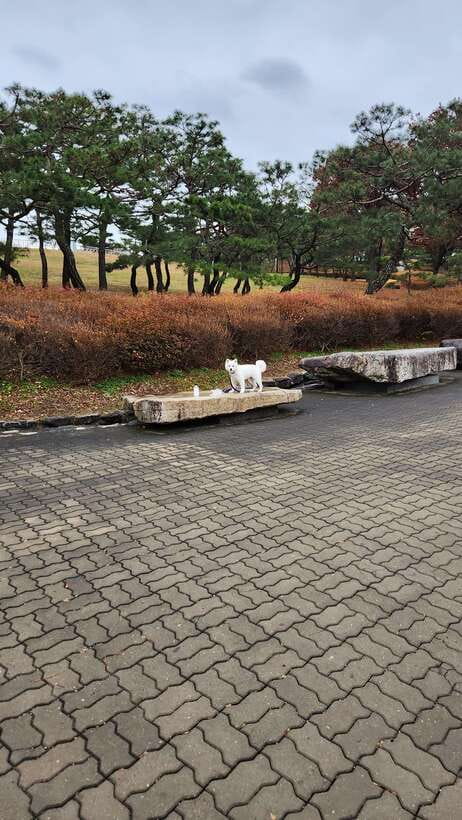 Seoul: Services of a Local for a Day (Paperwork/Tour/Fun) - Communication, comfort, and why private matters for solo visitors