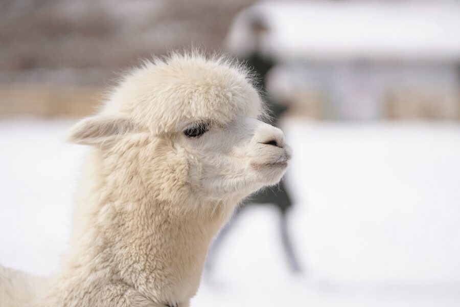 Seoul: SnowyLand in Vivaldi Park with Nami or Alpaca - Your Choice After Snow: Alpaca World for Fluff, Nami Island for Calm