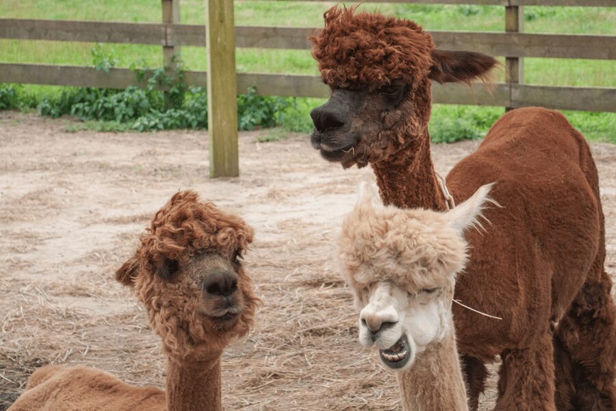 Seoul: SnowyLand in Vivaldi Park with Nami or Alpaca - The Seoul-to-Gangwon Rhythm: Bus Time, Then a Full Day Output