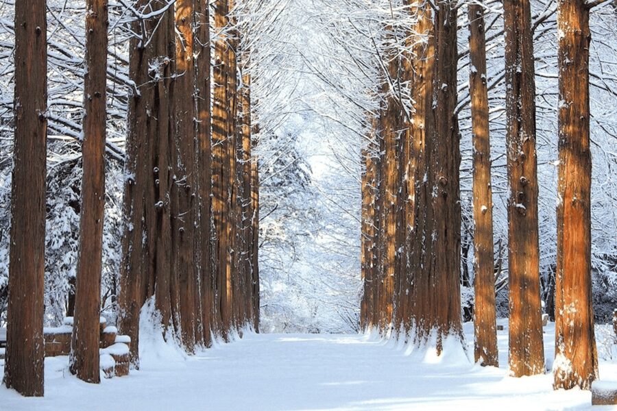Seoul: SnowyLand in Vivaldi Park with Nami or Alpaca - Price and Value: Is $70 Worth It?