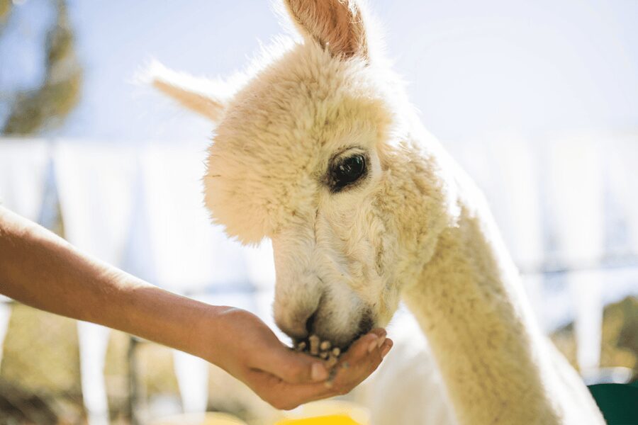 Seoul: SnowyLand in Vivaldi Park with Nami or Alpaca - Who Should Book This Winter Day Trip?