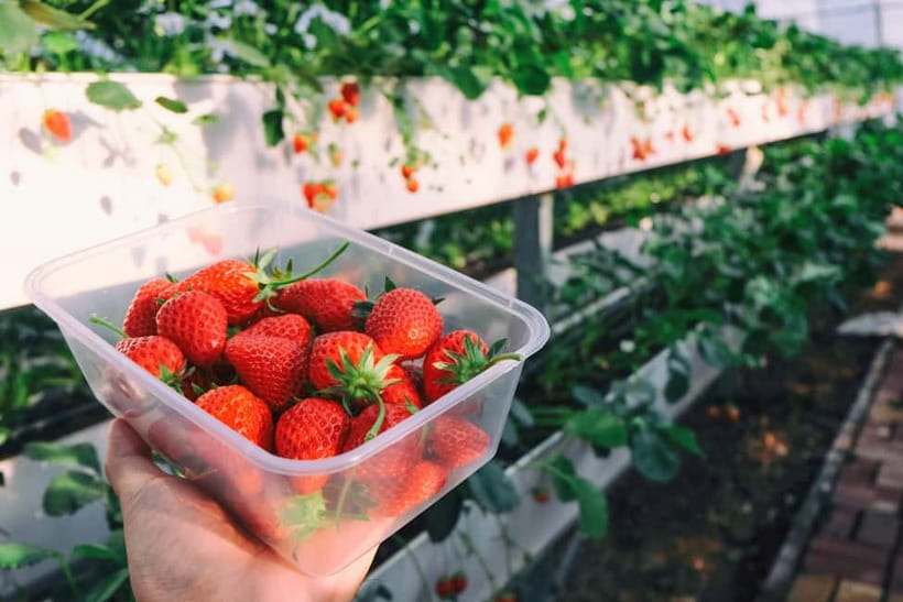 Seoul: Strawberry Picking & Eobi Ice Valley & Nami Island - Strawberry picking in winter, and how to use your farm hour well