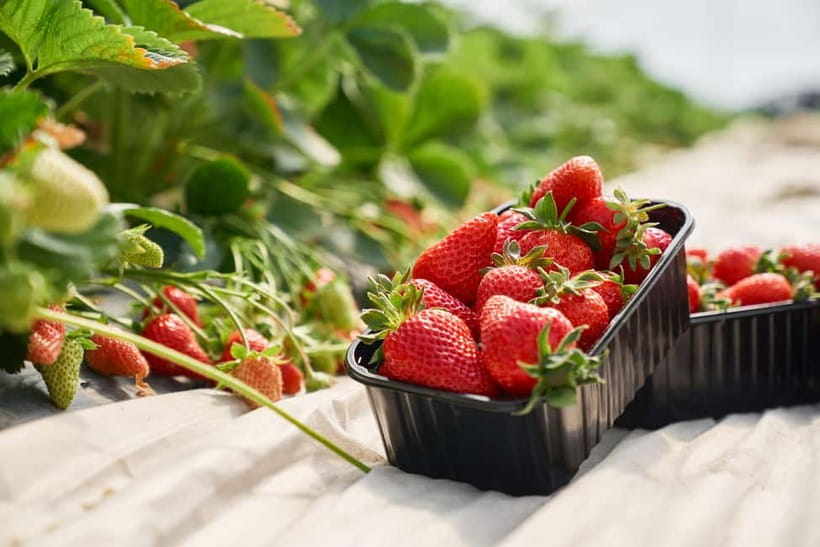 Seoul: Strawberry Picking & Eobi Ice Valley & Nami Island - The Elysian sledding route: fun, but expect extra costs for gear