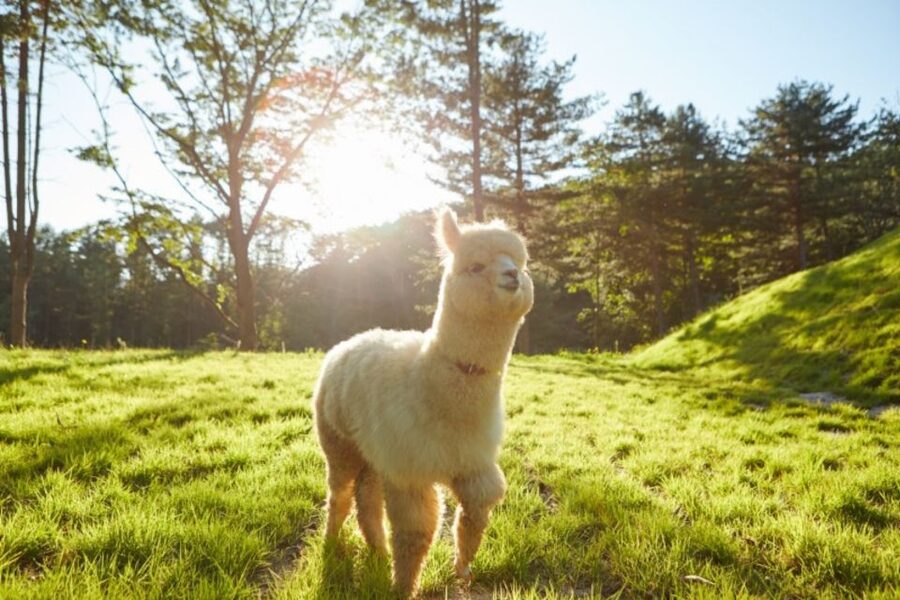 Seoul: The Painter Show with Nami Island or Alpaca World - Should you book this day tour?