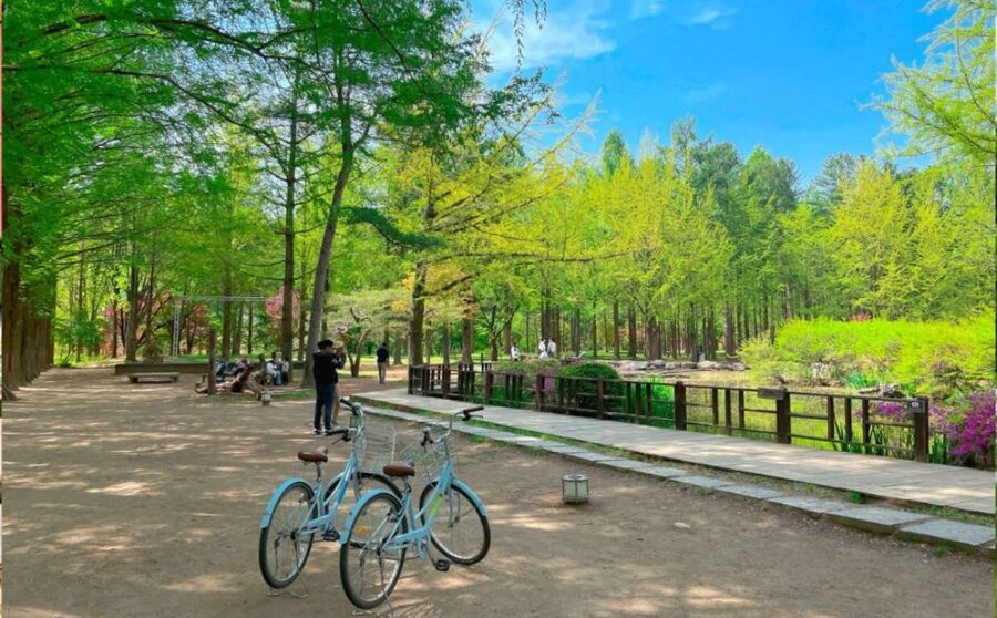 Seoul: The Painter Show with Nami Island or Alpaca World - Timing and logistics: how the 12 hours usually feel