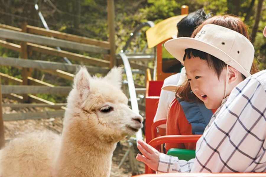 Seoul: The Painter Show with Nami Island or Alpaca World - Price and value: is $77 a fair deal for this much content?
