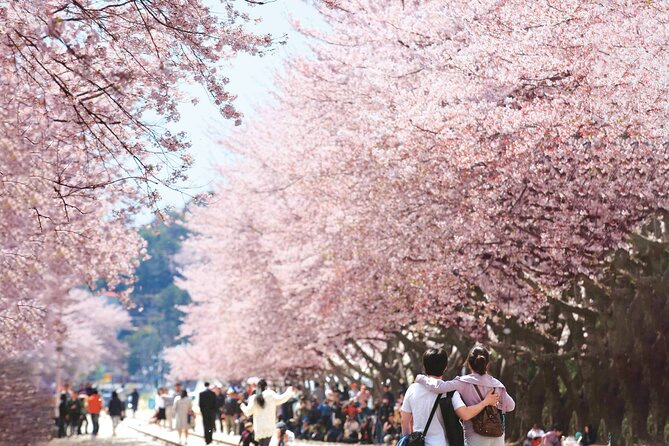 Seoul to Jinhae Cherry Blossom Festival (With Busan Drop-off) - Getting out of Seoul: long hours, but the pickup flow is organized