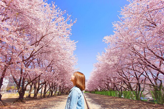 Seoul to Jinhae Cherry Blossom Festival (With Busan Drop-off) - Gyeonghwa Station Cherry Blossom Road: your 800m “walk for photos”