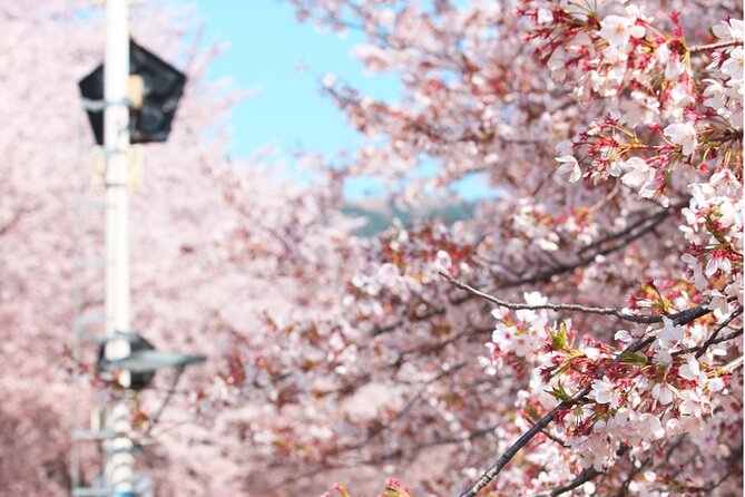 Seoul to Jinhae Cherry Blossom Festival (With Busan Drop-off) - Jinhae Gunhangje Festival: how the city turns into the show
