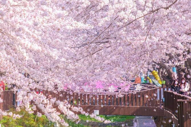 Seoul to Jinhae Cherry Blossom Festival (With Busan Drop-off) - Busan drop-off option: save transit time, simplify your onward plan