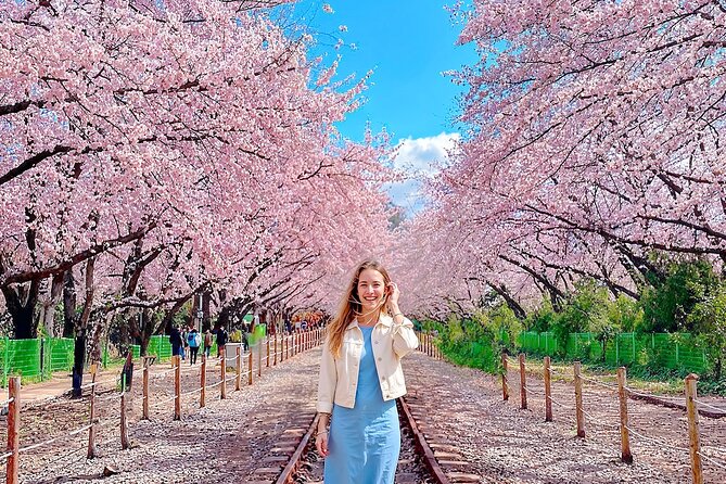 Seoul to Jinhae Cherry Blossom Festival (With Busan Drop-off) - Returning to Seoul: predictable end points for less stress