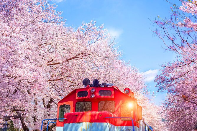 Seoul to Jinhae Cherry Blossom Festival (With Busan Drop-off) - Key things to know before you go