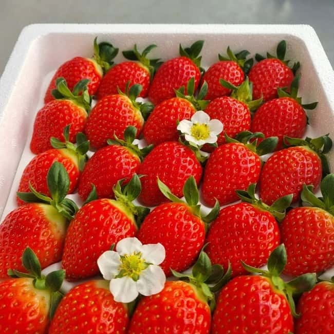 Seoul: Winter Day Tour in Pocheon (+Strawberry Picking) - How this 10-hour Pocheon route flows from Seoul