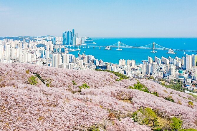 Sky Capsule with Cherry Blossom & Spring Flowers Tour from Busan - Guide Energy and How to Get More From Your Day