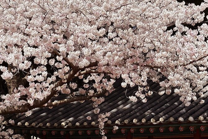 Small Group Tour East Jeju Cherry Blossom & Woman Diver Show - Key Things You’ll Notice on This East Jeju Day