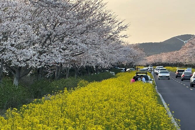 Small Group Tour East Jeju Cherry Blossom & Woman Diver Show - The Big Picture on Timing: Travel Time Is Part of the Experience
