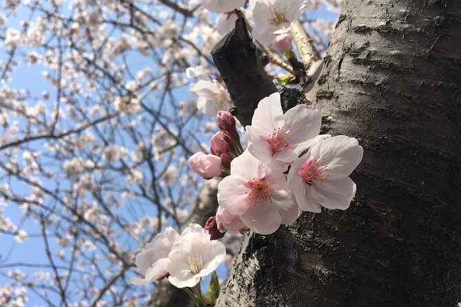 Small Group West Jeju Cherry Blossom and Strawberry Picking Tour - Key Highlights Worth Planning For