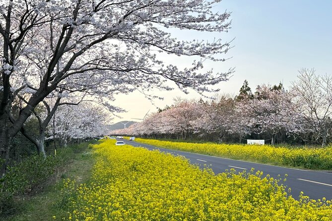 Small Group West Jeju Cherry Blossom and Strawberry Picking Tour - Price and Value: What You’re Actually Paying For