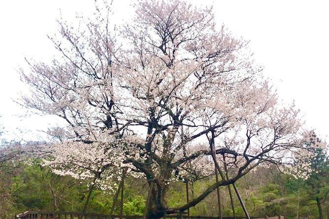 Small Group West Jeju Cherry Blossom and Strawberry Picking Tour - Yerae Eco Park and the Daewangsucheon Stream: A Flower Start That Doesn’t Rush