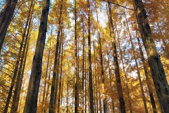 Suwon Hwaseong Fortress & Jangtaesan Full-Day Tour: Autumn Leaves - What to Pack for Autumn Leaves in Jangtaesan