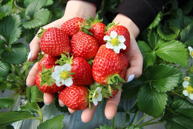 Taean Tulip Festival and Strawberry Picking Day Tour from Seoul - The festival experience in practical terms: what to expect in the flowers