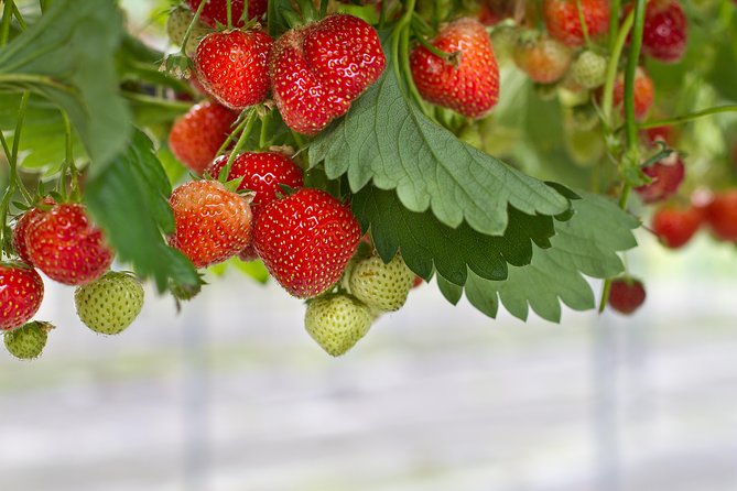 Taean Tulip Festival and Strawberry Picking Day Tour from Seoul - Value check: why $80 makes sense for the whole day